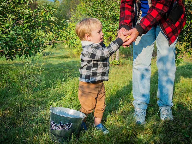 A small boy and an adult pick apples at Applejacks Orchard, Elkhorn, Manitoba